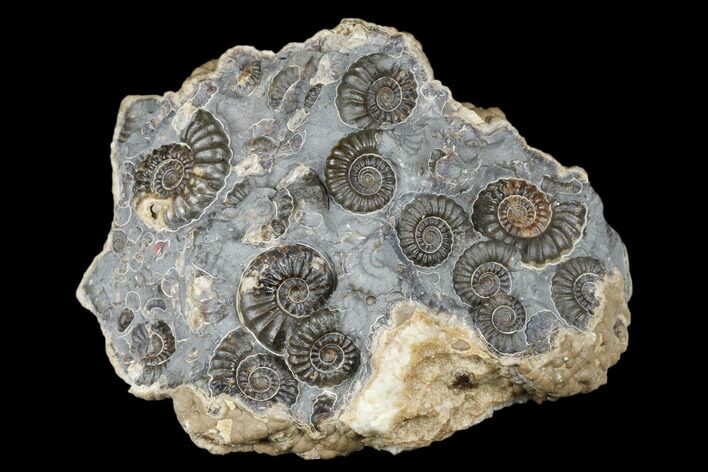 Ammonite (Promicroceras) Cluster - Marston Magna, England #176358